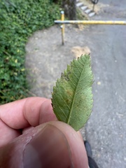 Stigmella anomalella
