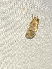 Schinia lynx