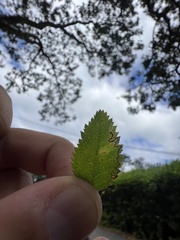 Stigmella anomalella