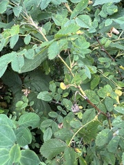 Stigmella anomalella
