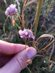 Armeria maritima