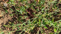 Polygonum aviculare