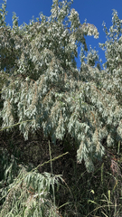 Elaeagnus angustifolia