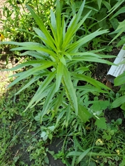 Asteroideae