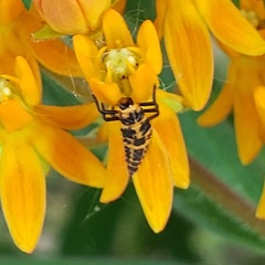 Coleomegilla maculata