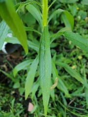 Asteroideae
