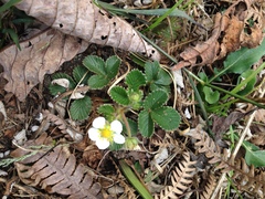Fragaria nilgerrensis