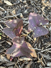 Oxalis triangularis papilionacea