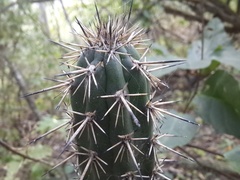 Armatocereus cartwrightianus