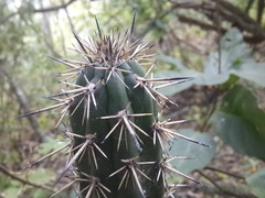 Armatocereus cartwrightianus