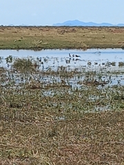 Recurvirostra americana