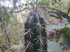 Armatocereus cartwrightianus