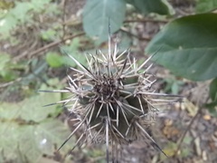 Armatocereus cartwrightianus