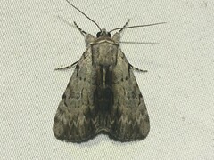 Catocala gracilis