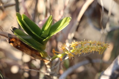 Tridactyle bicaudata rupestris