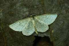 Idaea sylvestraria