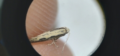 Agnippe prunifoliella