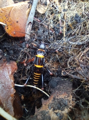 Monticomorpha flavolimbata