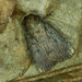 Amphipyra tragopoginis - Photo (c) Michał Brzeziński,  זכויות יוצרים חלקיות (CC BY-NC), הועלה על ידי Michał Brzeziński