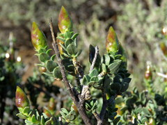 Pteronia adenocarpa