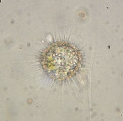 Actinophryidae