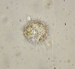 Actinophryidae