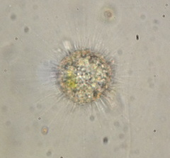 Actinophryidae