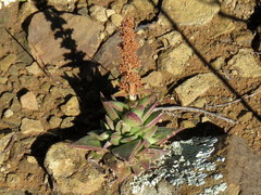 Crassula capitella thyrsiflora