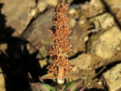Crassula capitella thyrsiflora