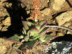 Crassula capitella thyrsiflora