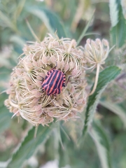 Graphosoma italicum italicum
