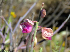 Polygala ephedroides