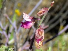 Polygala ephedroides