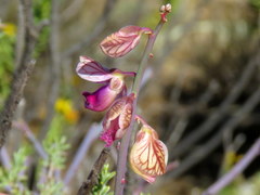 Polygala ephedroides