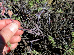 Polygala ephedroides