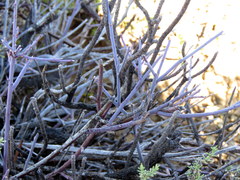 Polygala ephedroides