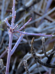 Polygala ephedroides