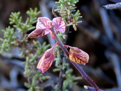 Polygala ephedroides