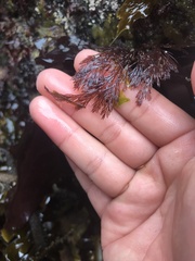 Odonthalia washingtoniensis