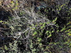 Polygala ephedroides