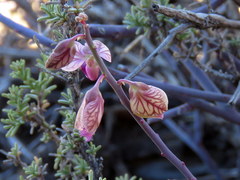 Polygala ephedroides
