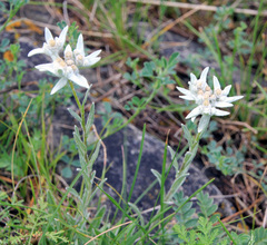Leontopodium leontopodioides