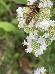 Polistes fuscatus