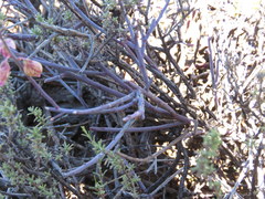 Polygala ephedroides