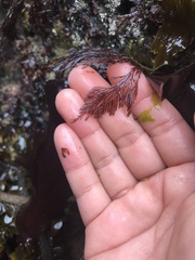 Odonthalia washingtoniensis
