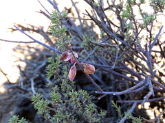 Polygala ephedroides