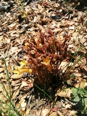 Aphyllon franciscanum