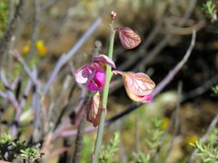 Polygala ephedroides