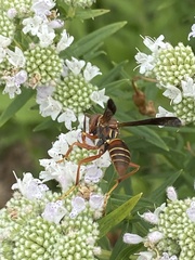 Polistes fuscatus