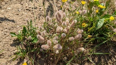 Trifolium arvense